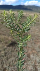Euphorbia furcillata