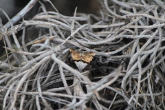 Cobubatha lixiva
