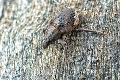 Oxyops fasciatus