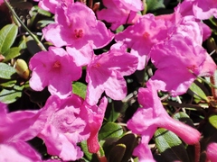 Rhododendron myrtifolium