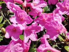 Rhododendron myrtifolium