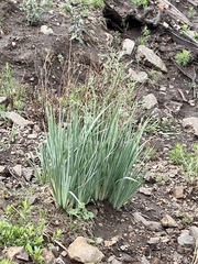 Iris missouriensis