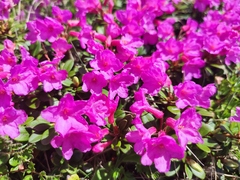 Rhododendron myrtifolium