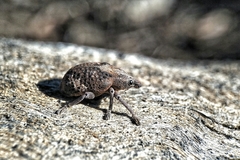 Oxyops fasciatus