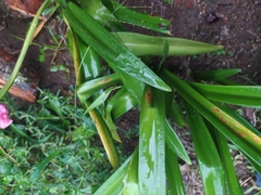 Hippeastrum vittatum