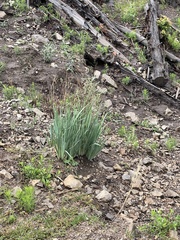 Iris missouriensis