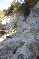 Macrovipera lebetinus schweizeri