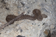 Macrovipera lebetinus schweizeri