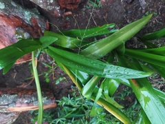 Hippeastrum vittatum