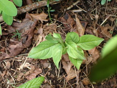 Lysimachia latifolia