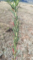 Euphorbia furcillata