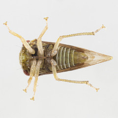 Cyrtolobus maculifrontis