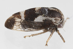 Cyrtolobus pallidifrontis