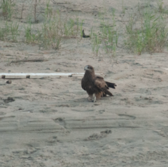 Milvus migrans
