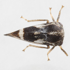 Cyrtolobus pallidifrontis