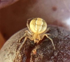 Theridion dilutum