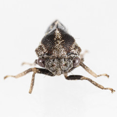 Cyrtolobus pallidifrontis