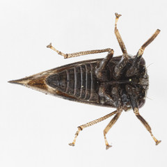 Cyrtolobus pallidifrontis