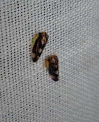 Pediopsoides distinctus