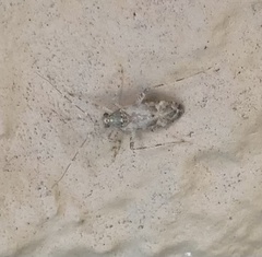 Miridae