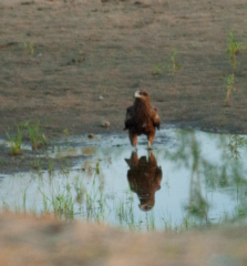 Milvus migrans