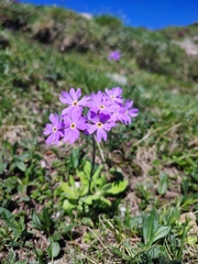 Primula halleri