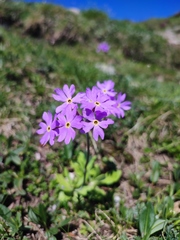 Primula halleri