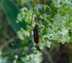 Cantharis pellucida