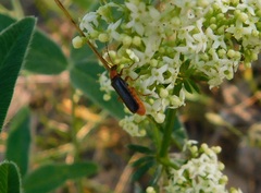 Cantharis pellucida
