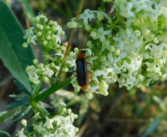 Cantharis pellucida