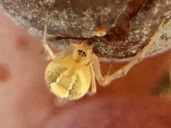 Theridion dilutum