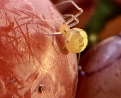 Theridion dilutum