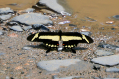Heraclides torquatus