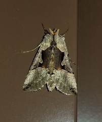 Autographa ampla