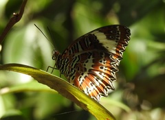 Cethosia penthesilea