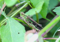 Aiolopus thalassinus