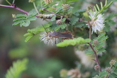 Staluptus marginalis