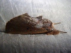 Hemiceratinae