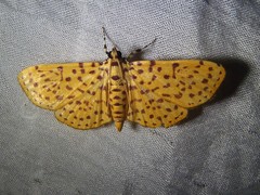 Polygrammodes eleuata