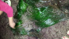 Phyllospadix scouleri