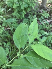 Leiobunum aldrichi