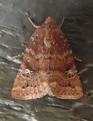 Pseudorthodes irrorata