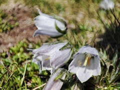 Campanula alpina