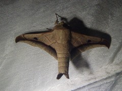 Bedosiallo sylvia