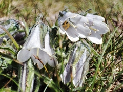 Campanula alpina