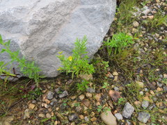 Hypericum sphaerocarpum