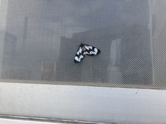 Cystidia truncangulata