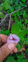 Lycianthes ciliolata