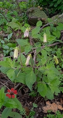 Lycianthes ciliolata