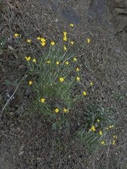 Eriophyllum jepsonii